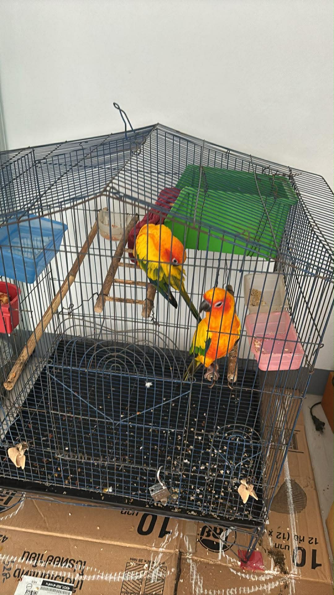 ซูโม่  ชิมมี่