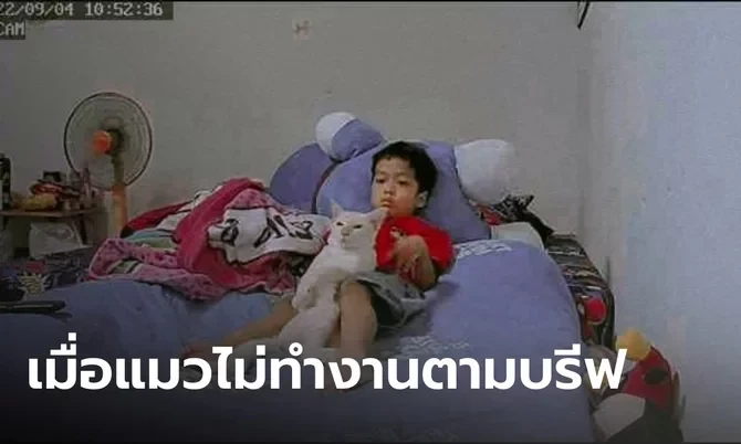 แม่พลาดตรงไหน? หาแมวมาเลี้ยงหวังแก้ปัญหาลูกติดทีวี และนี่คือภาพหลังจากนั้น..