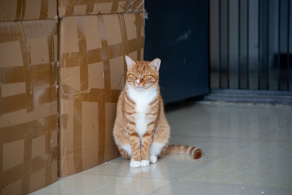 เก็บของคุ้นกลิ่นไว้ให้แมววันย้ายบ้าน