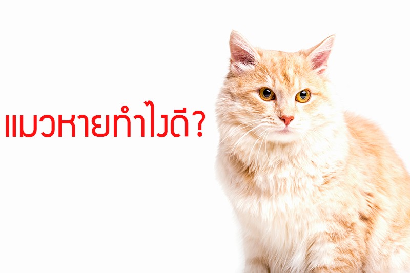 สัตว์เลี้ยงหายต้องทำอย่างไร